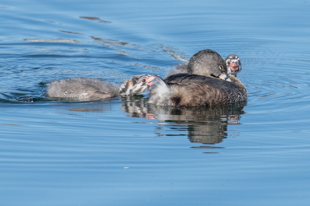 Txilinporta mokolodia - ML645158923