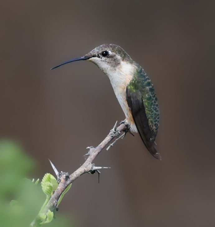 Purple-collared Woodstar - ML645158925