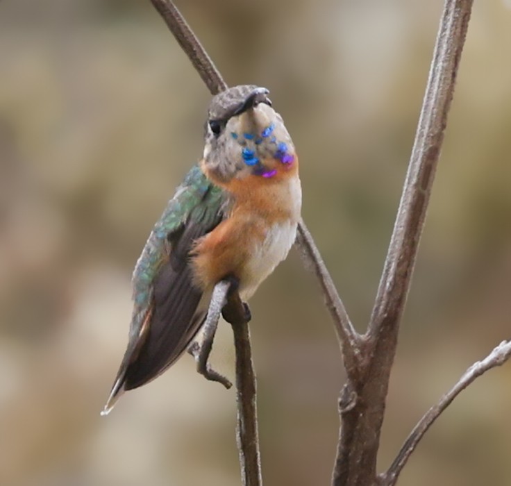 Purple-collared Woodstar - ML645158927