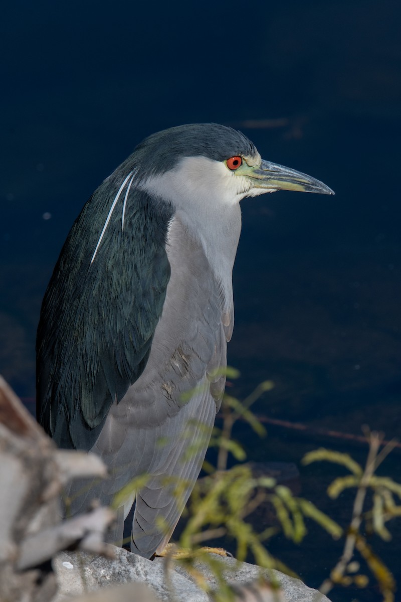 Amiltxori arrunta - ML645158928