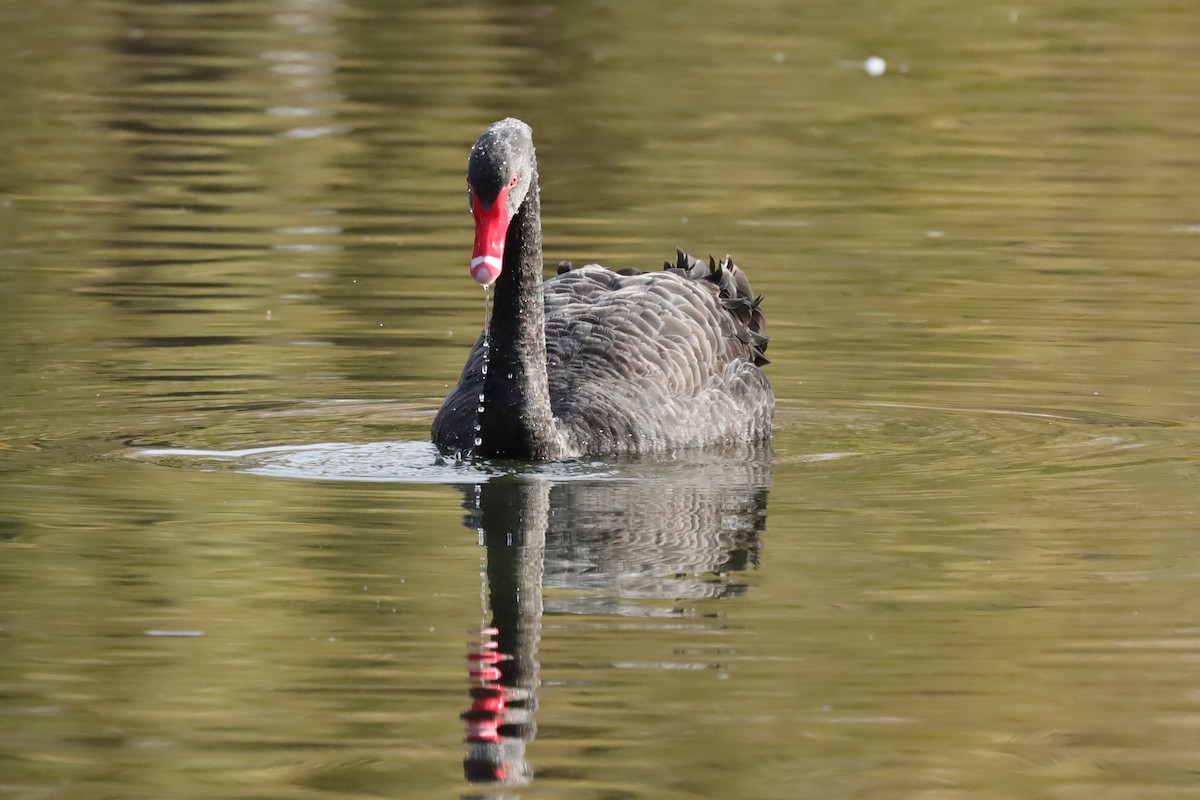 Beltxarga beltza - ML645158932