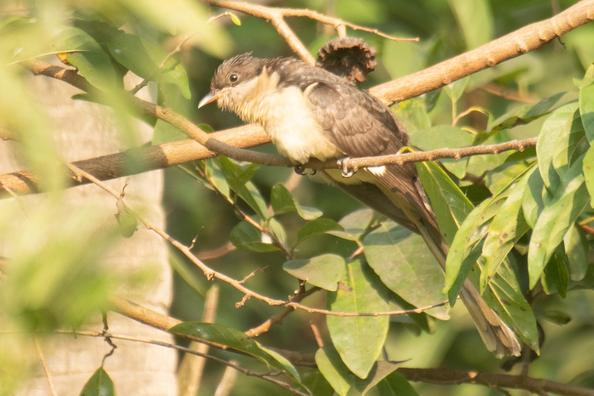 Pied Cuckoo - ML645158933