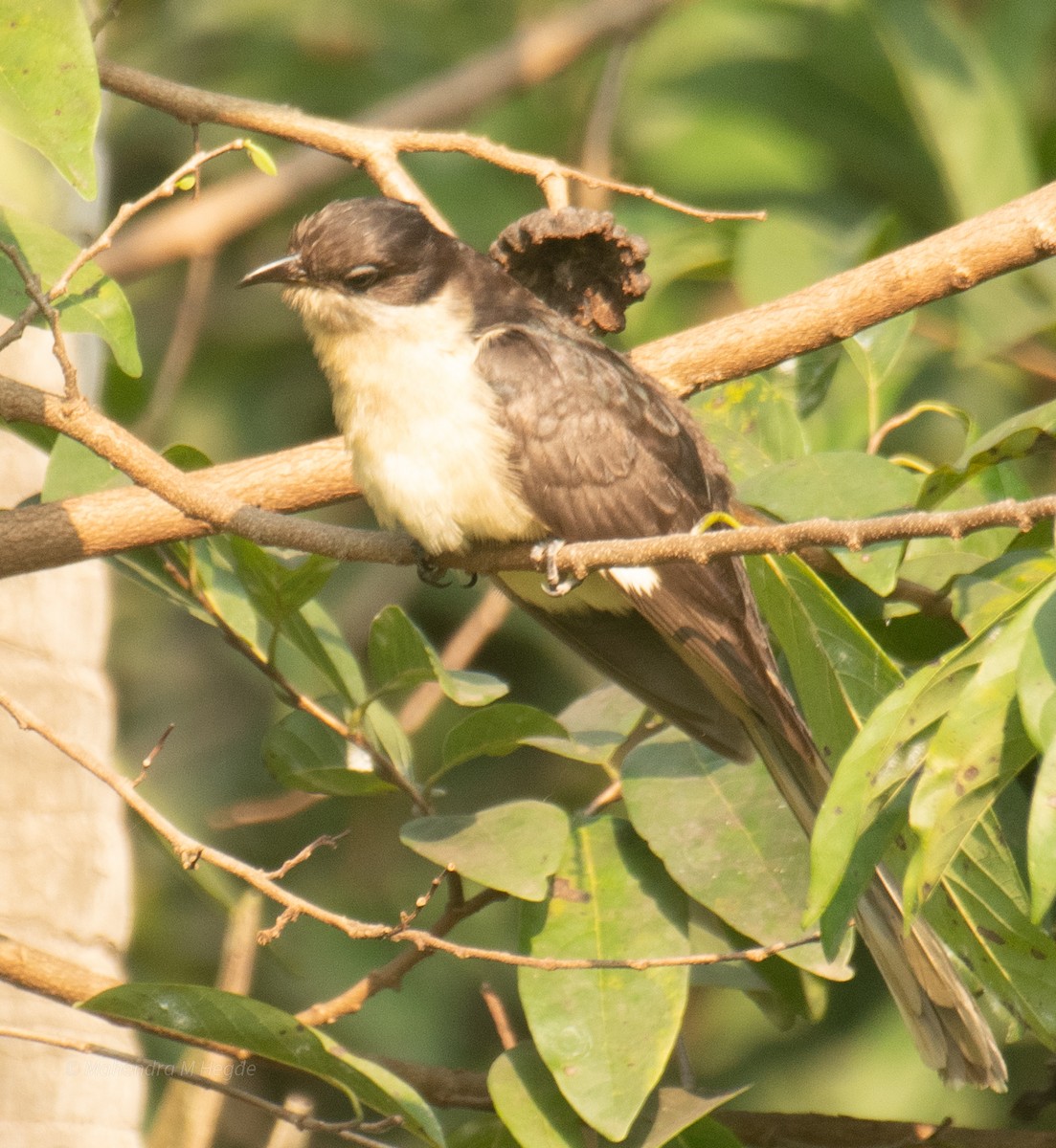 Pied Cuckoo - ML645158934