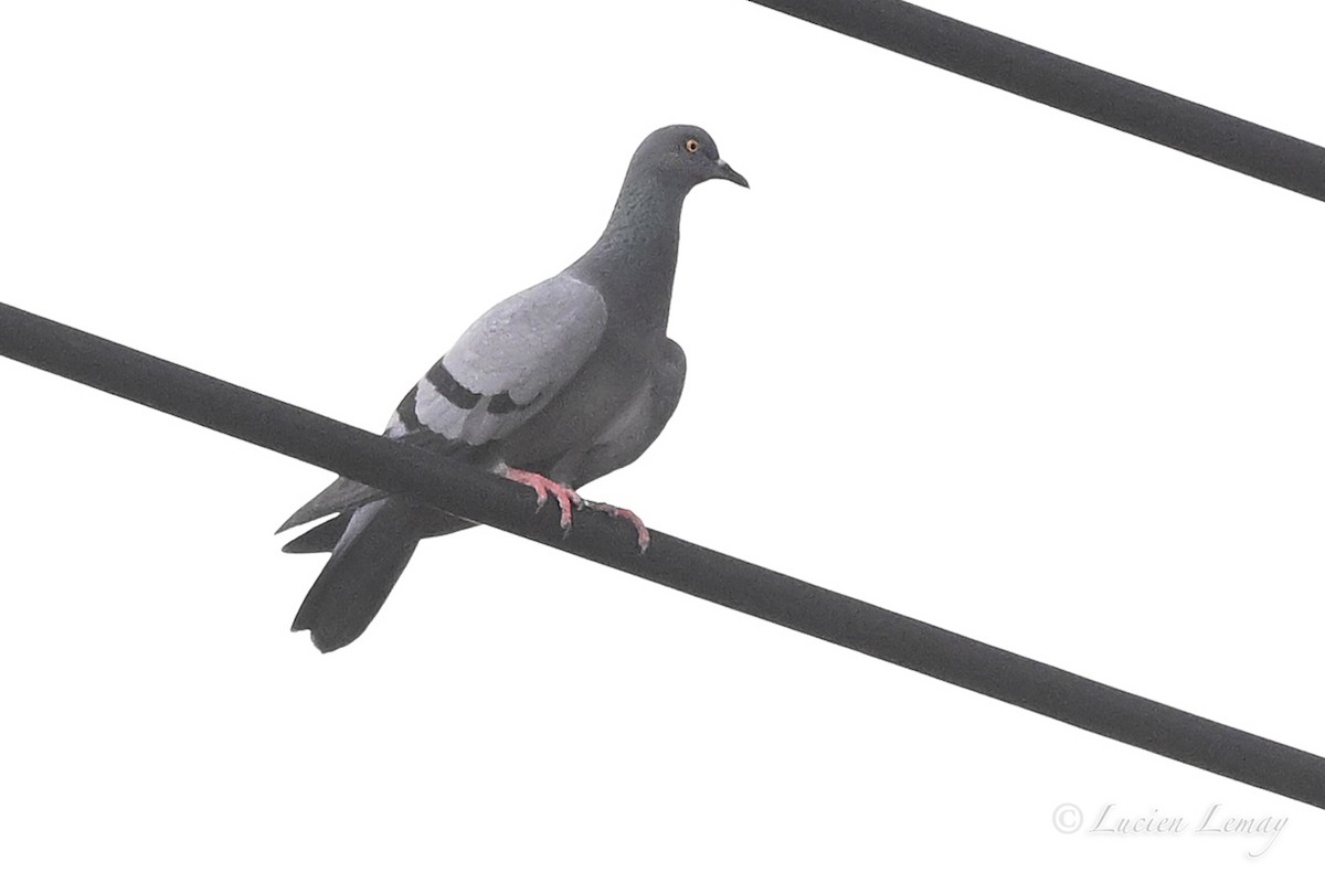 Haitz-usoa (etxekoa) - ML645158935