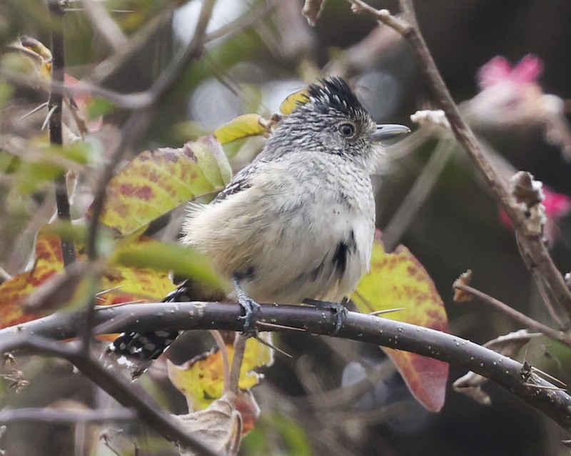 Chapman's Antshrike - ML645158936