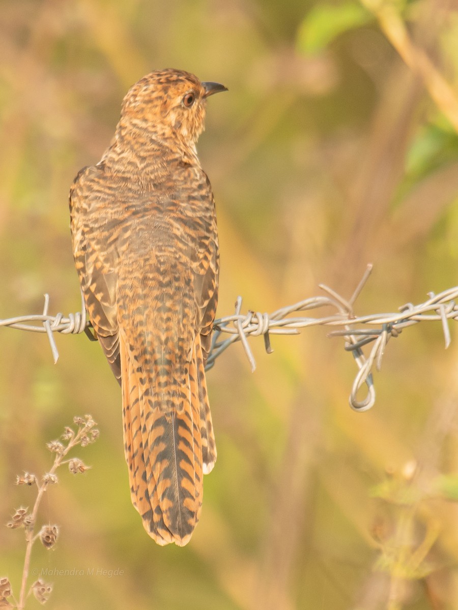 Gray-bellied Cuckoo - ML645158938