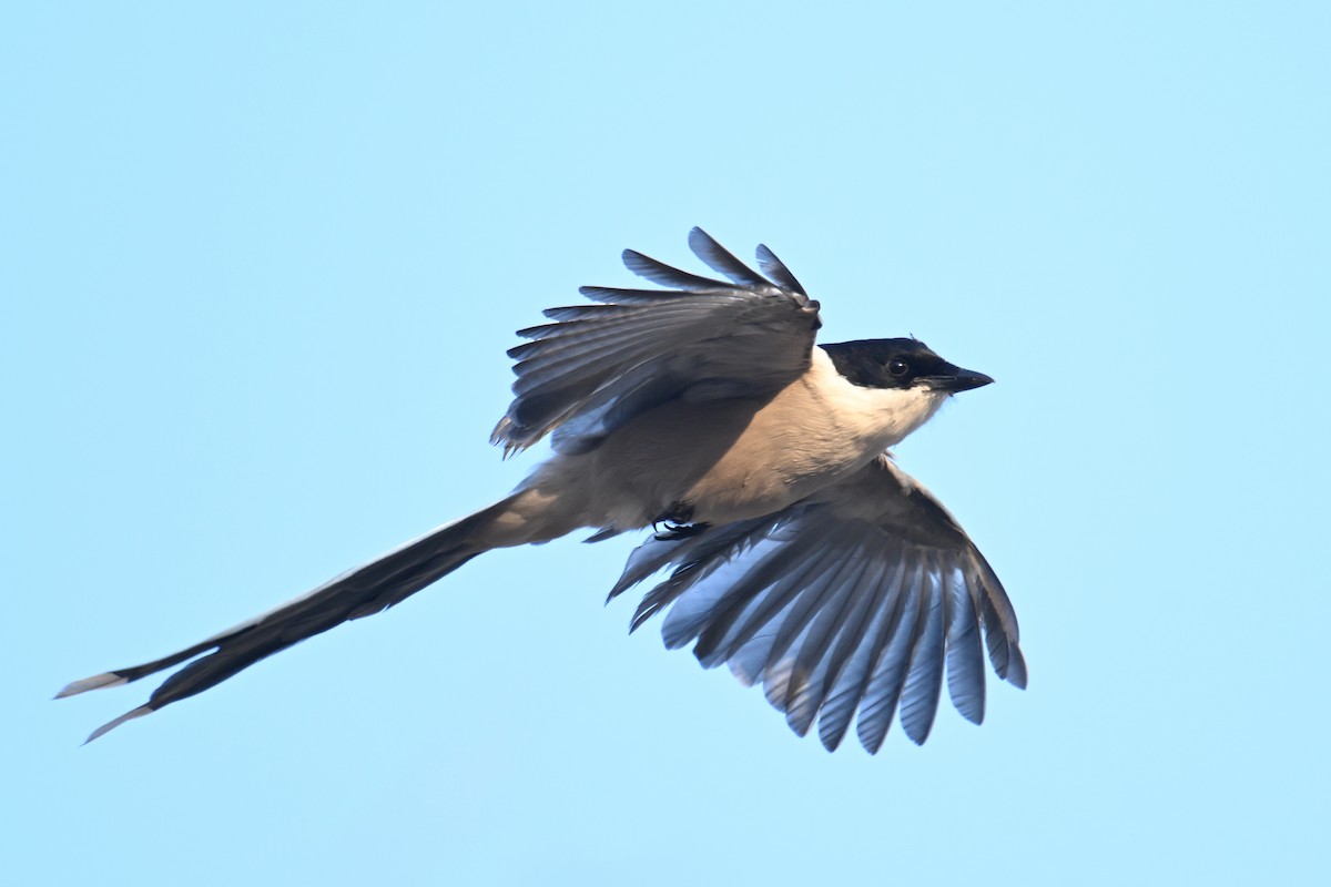 Mika urdin asiarra - ML645158941