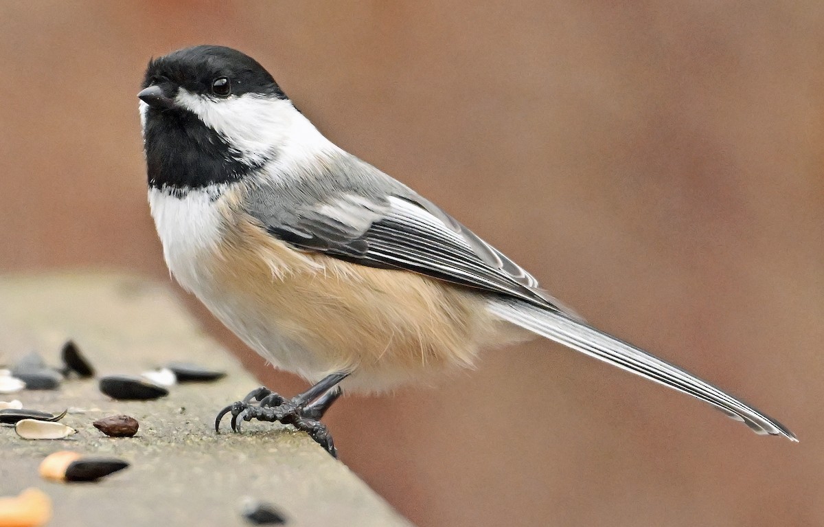 Black-capped Chickadee - ML645158943