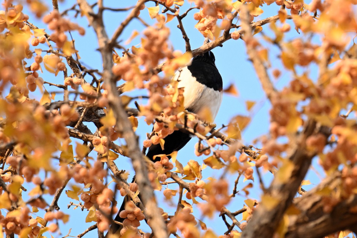 orientskjære - ML645158944