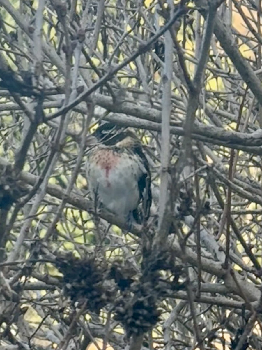 Rose-breasted Grosbeak - ML645158949