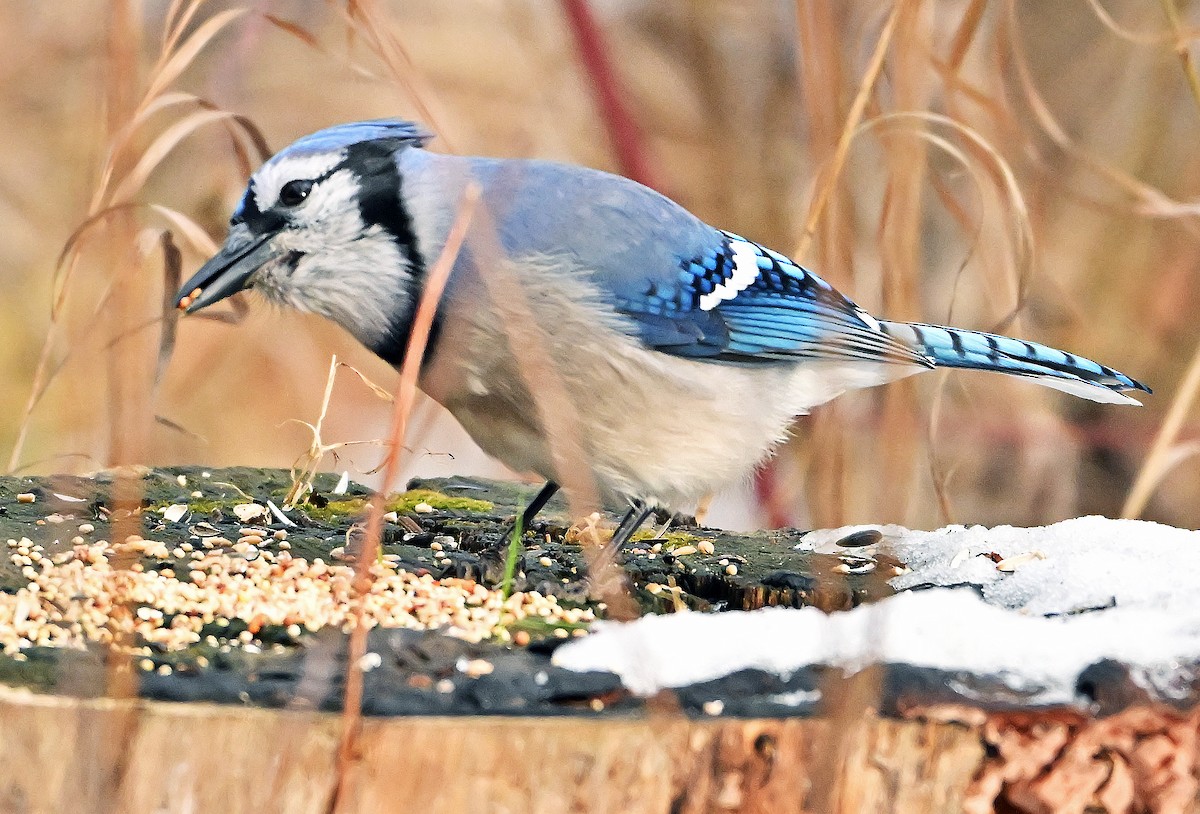 Blue Jay - ML645158951