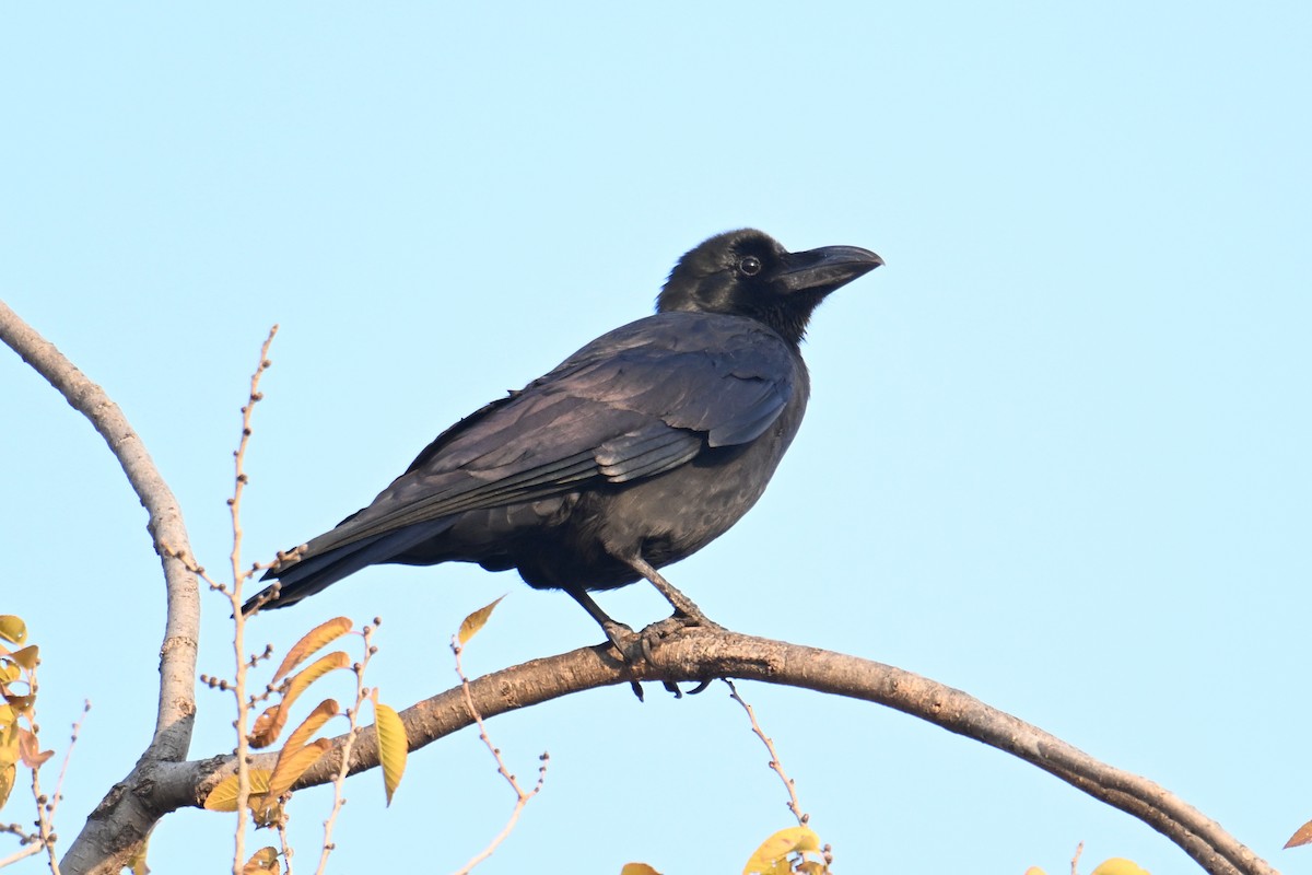 Large-billed Crow - ML645158953