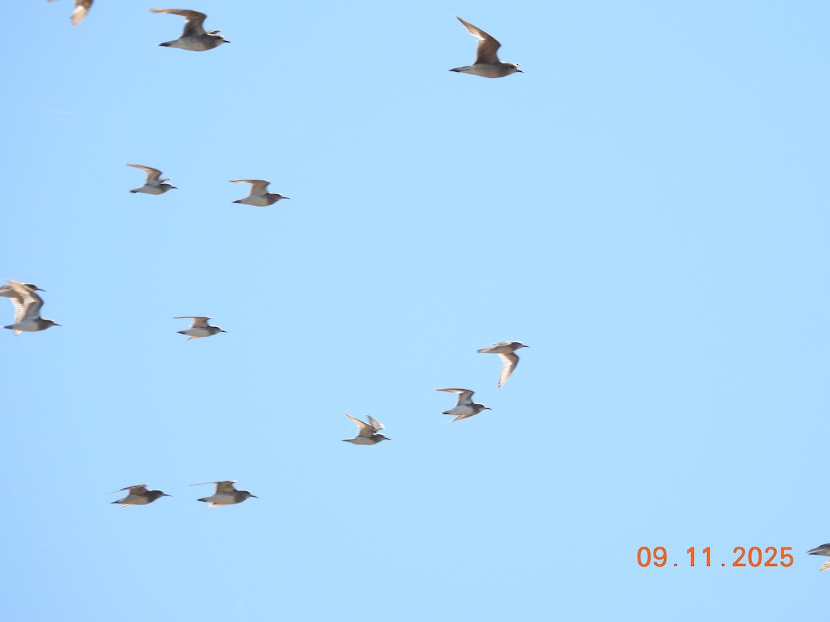 Txirri pektorala - ML645158957