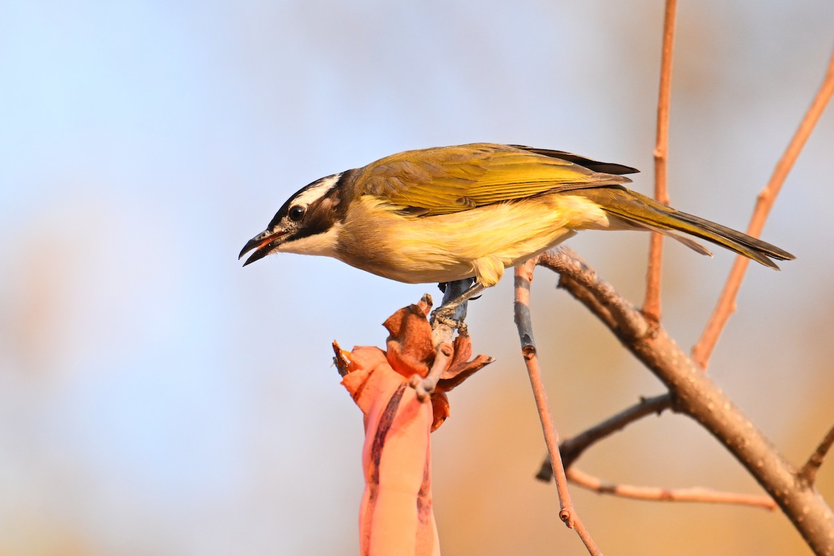 Light-vented Bulbul - ML645158963
