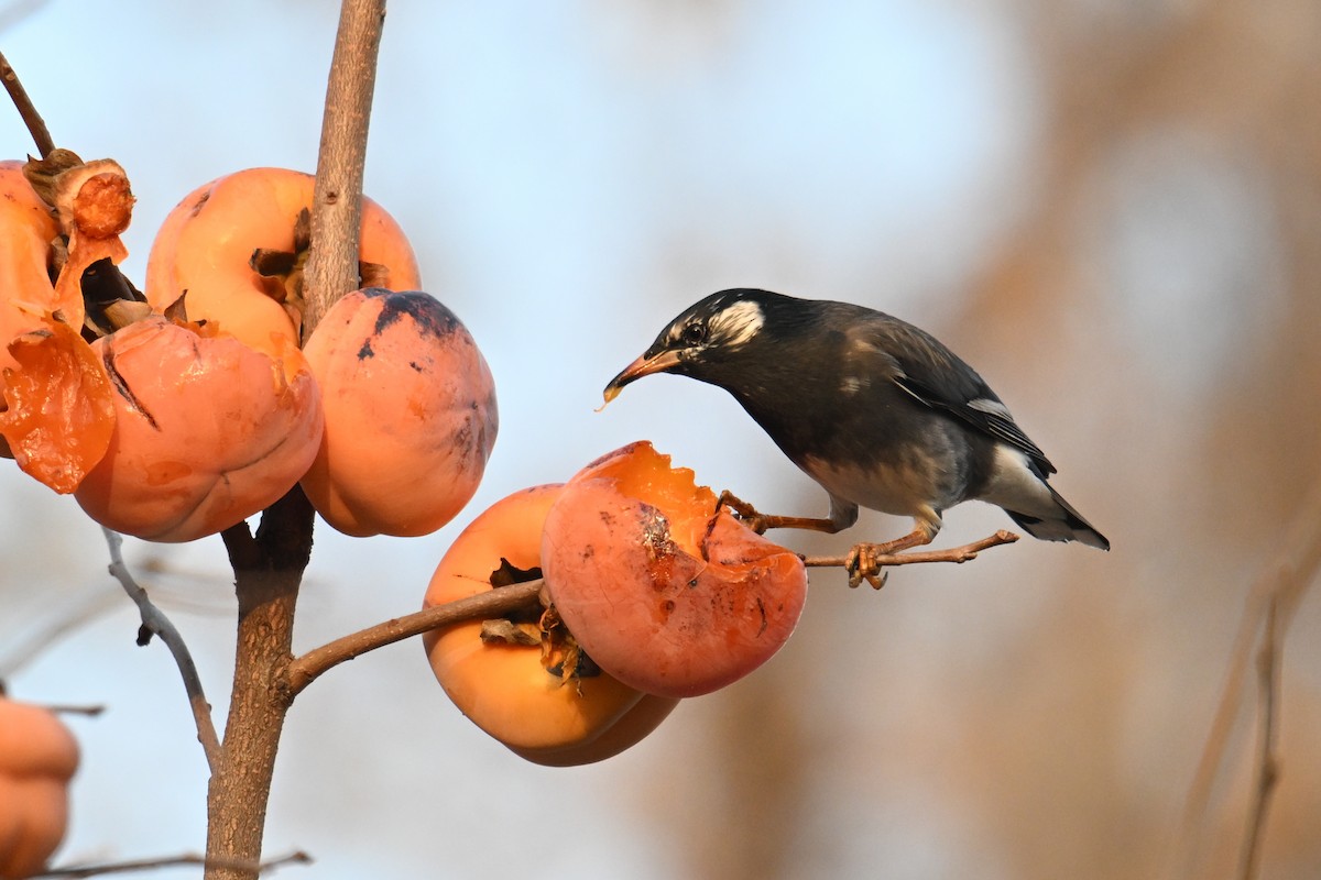 White-cheeked Starling - ML645158976