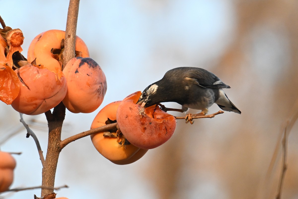 White-cheeked Starling - ML645158977