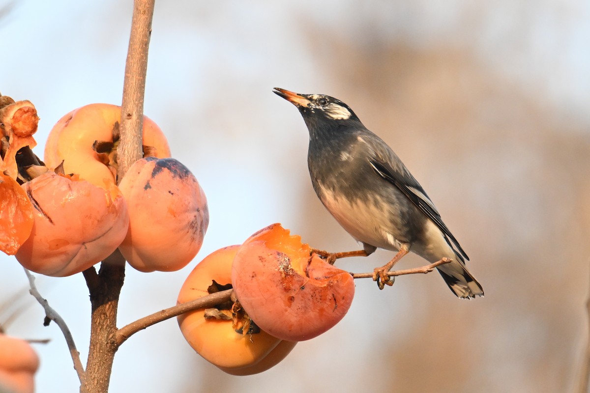 White-cheeked Starling - ML645158978