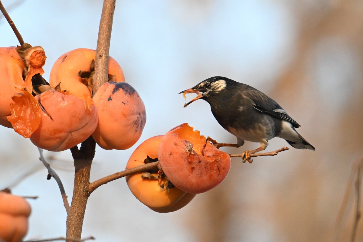 White-cheeked Starling - ML645158979