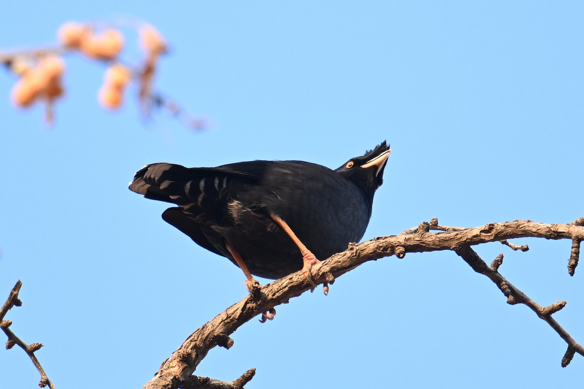 Crested Myna - ML645158984