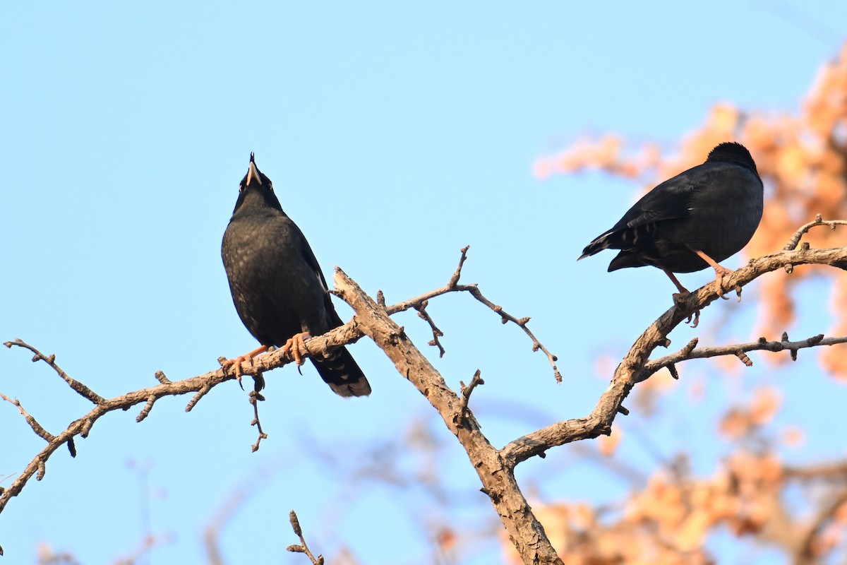Crested Myna - ML645158985