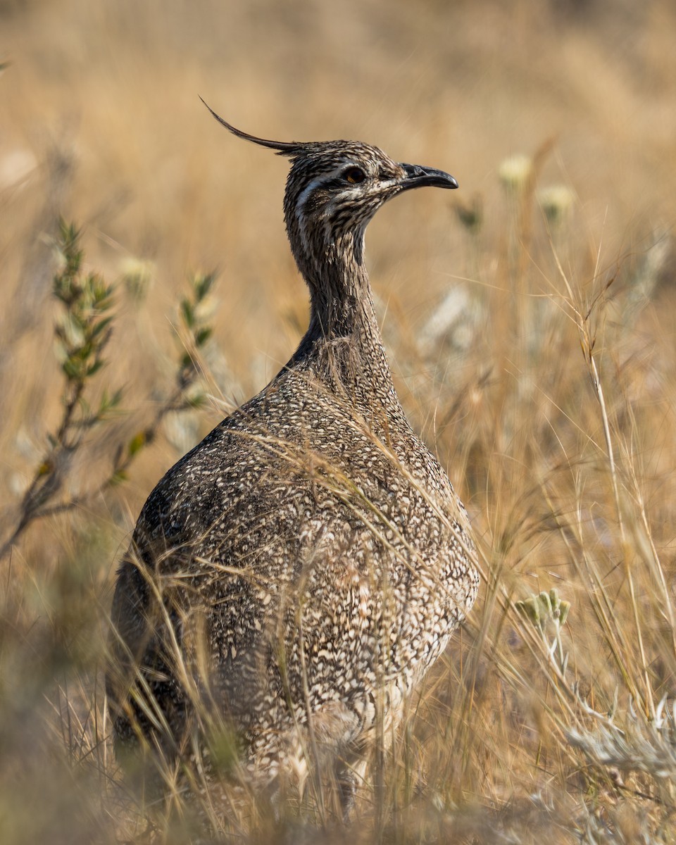 Elegant Crested-Tinamou - ML645158993