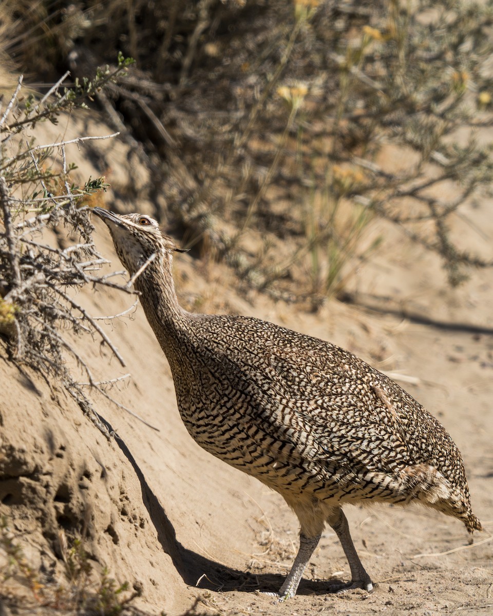 Elegant Crested-Tinamou - ML645158994