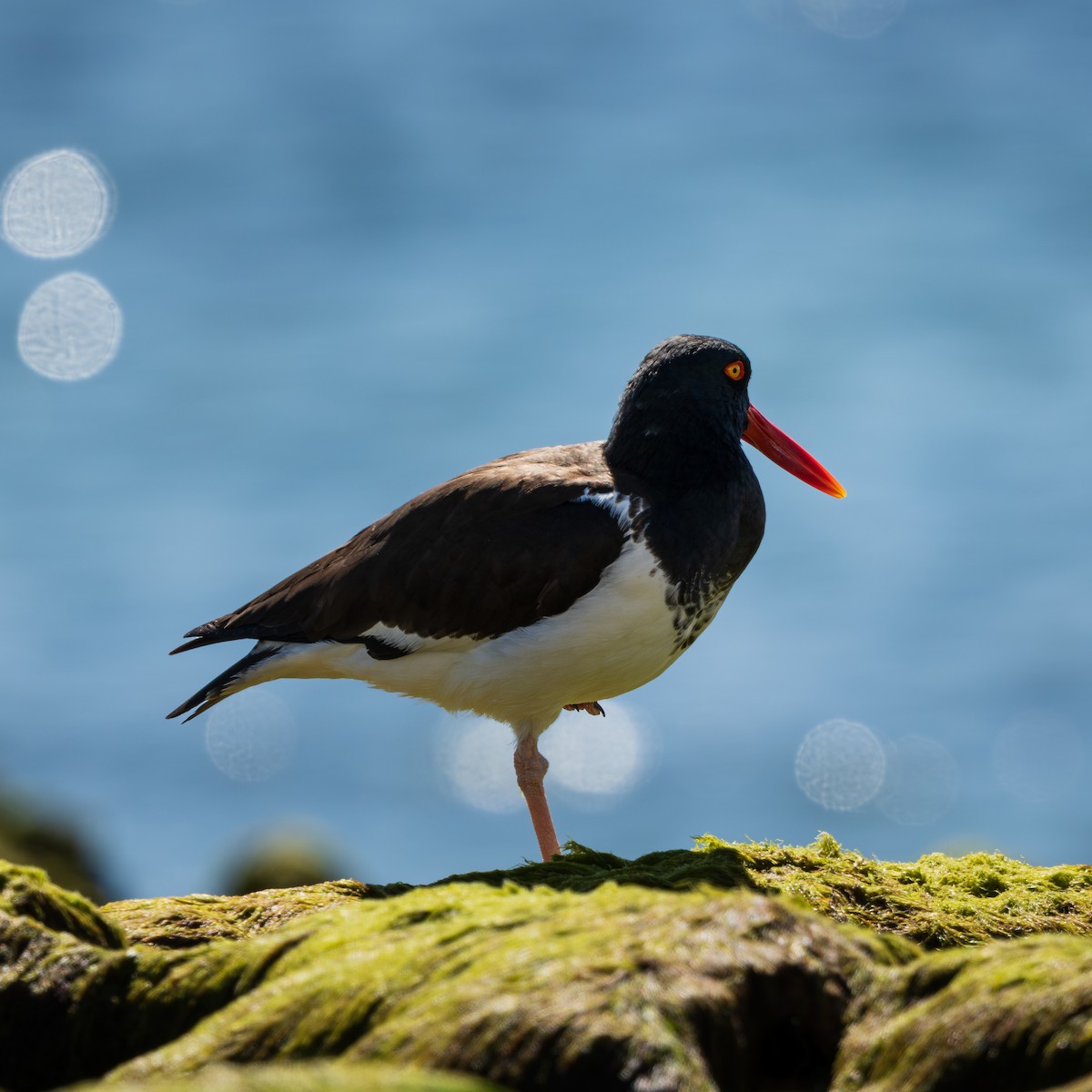 American Oystercatcher - ML645159006