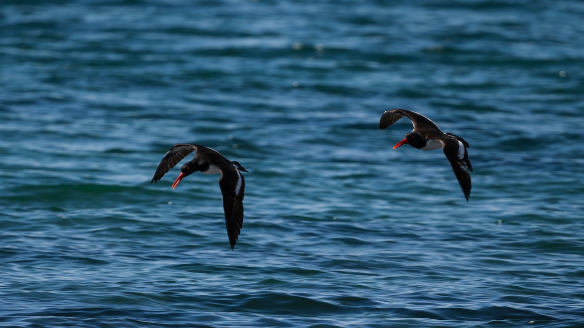 American Oystercatcher - ML645159007