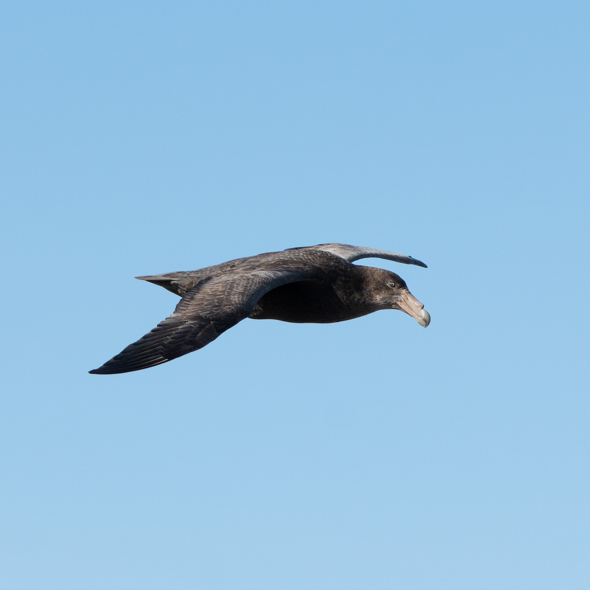 Southern Giant-Petrel - ML645159009