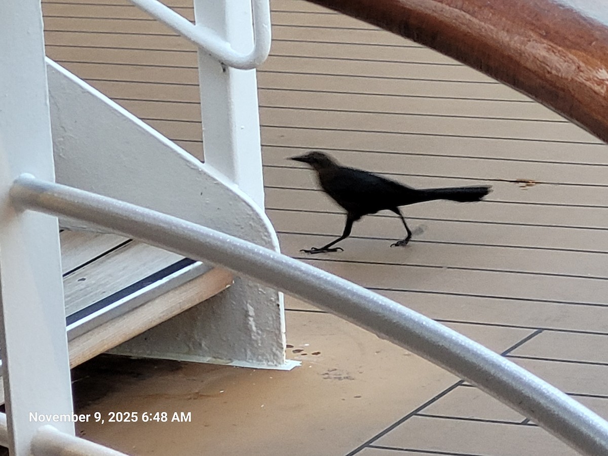 Great-tailed Grackle - ML645159015