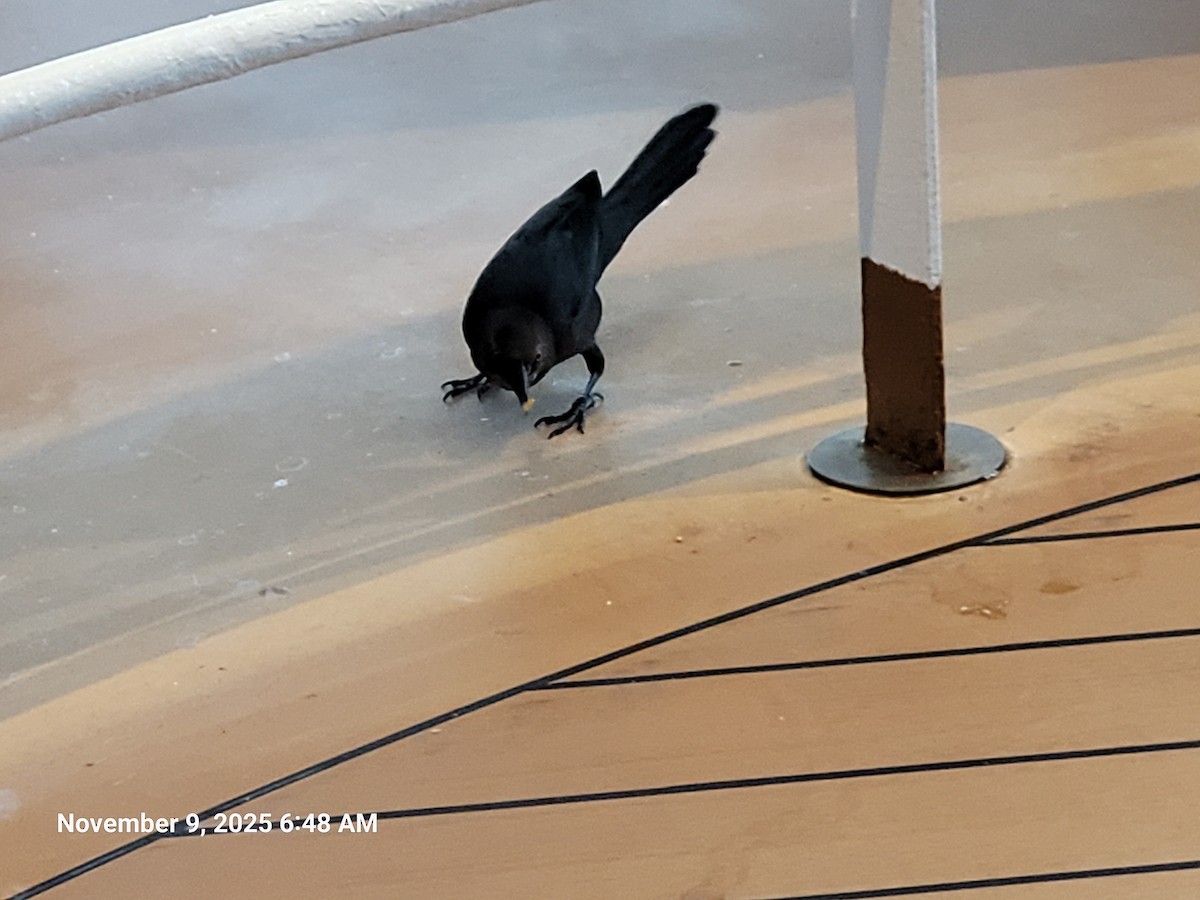 Great-tailed Grackle - ML645159016