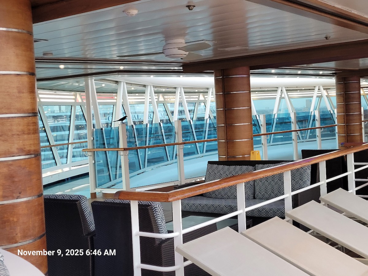 Great-tailed Grackle - ML645159017