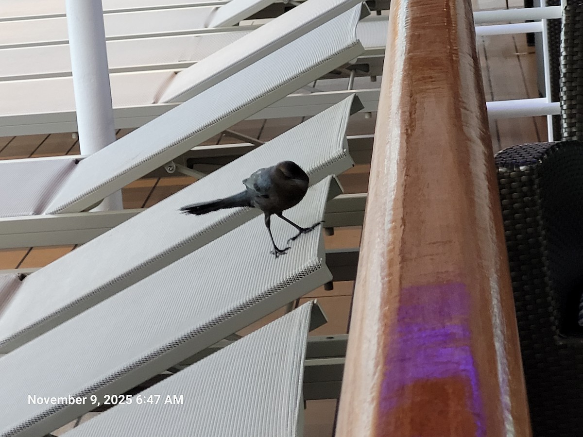 Great-tailed Grackle - ML645159019