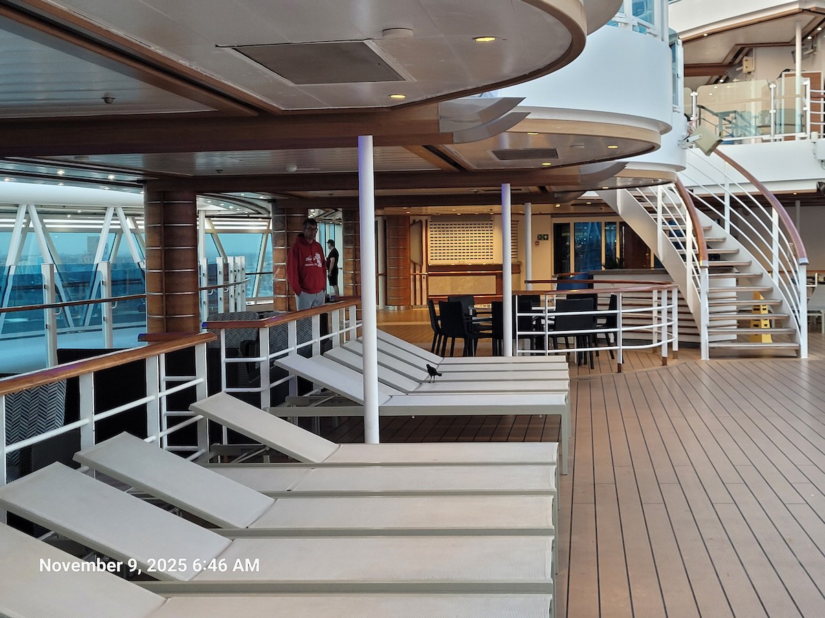 Great-tailed Grackle - ML645159020