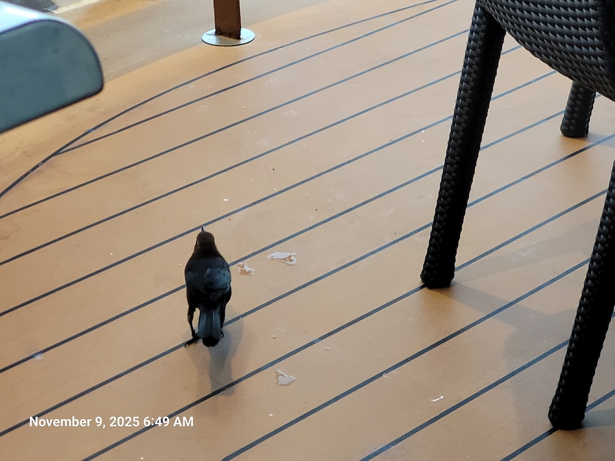 Great-tailed Grackle - ML645159022