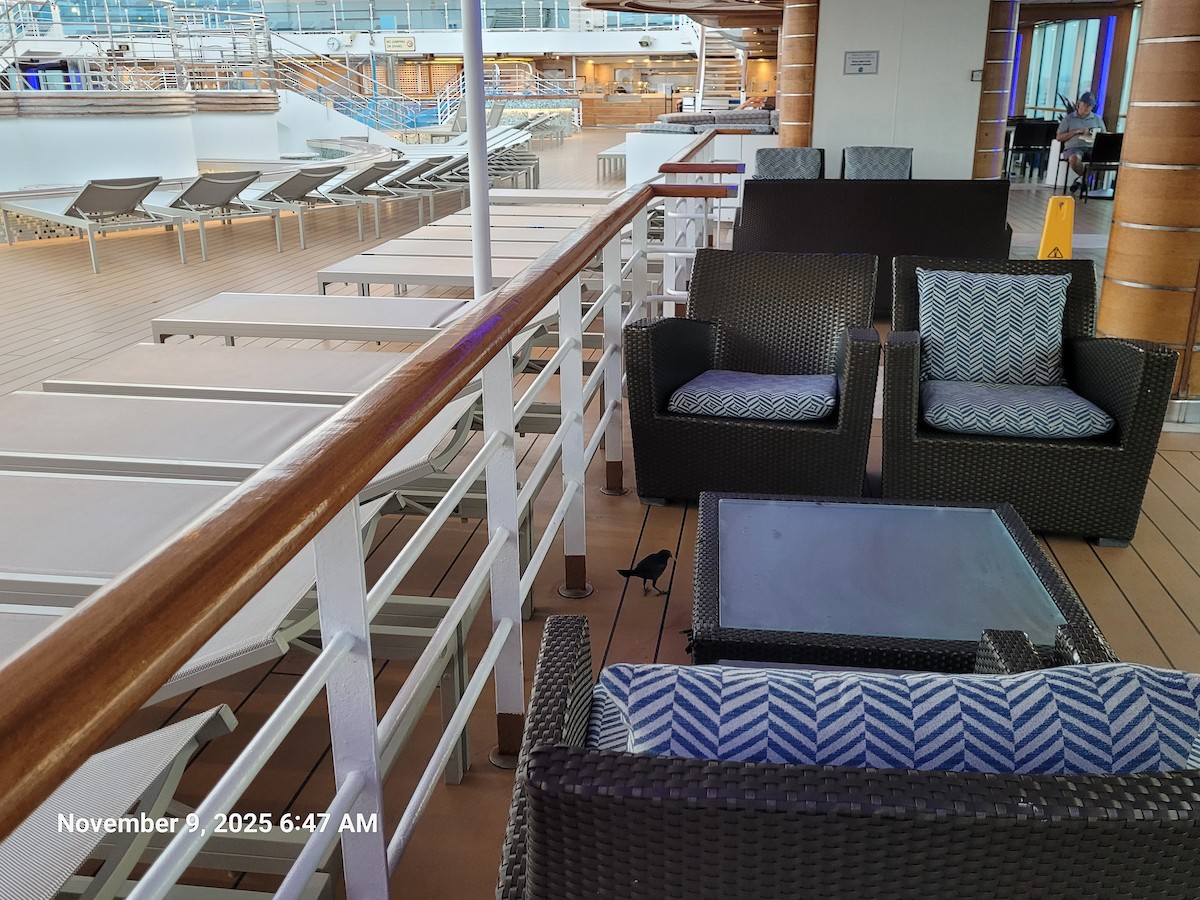 Great-tailed Grackle - ML645159023