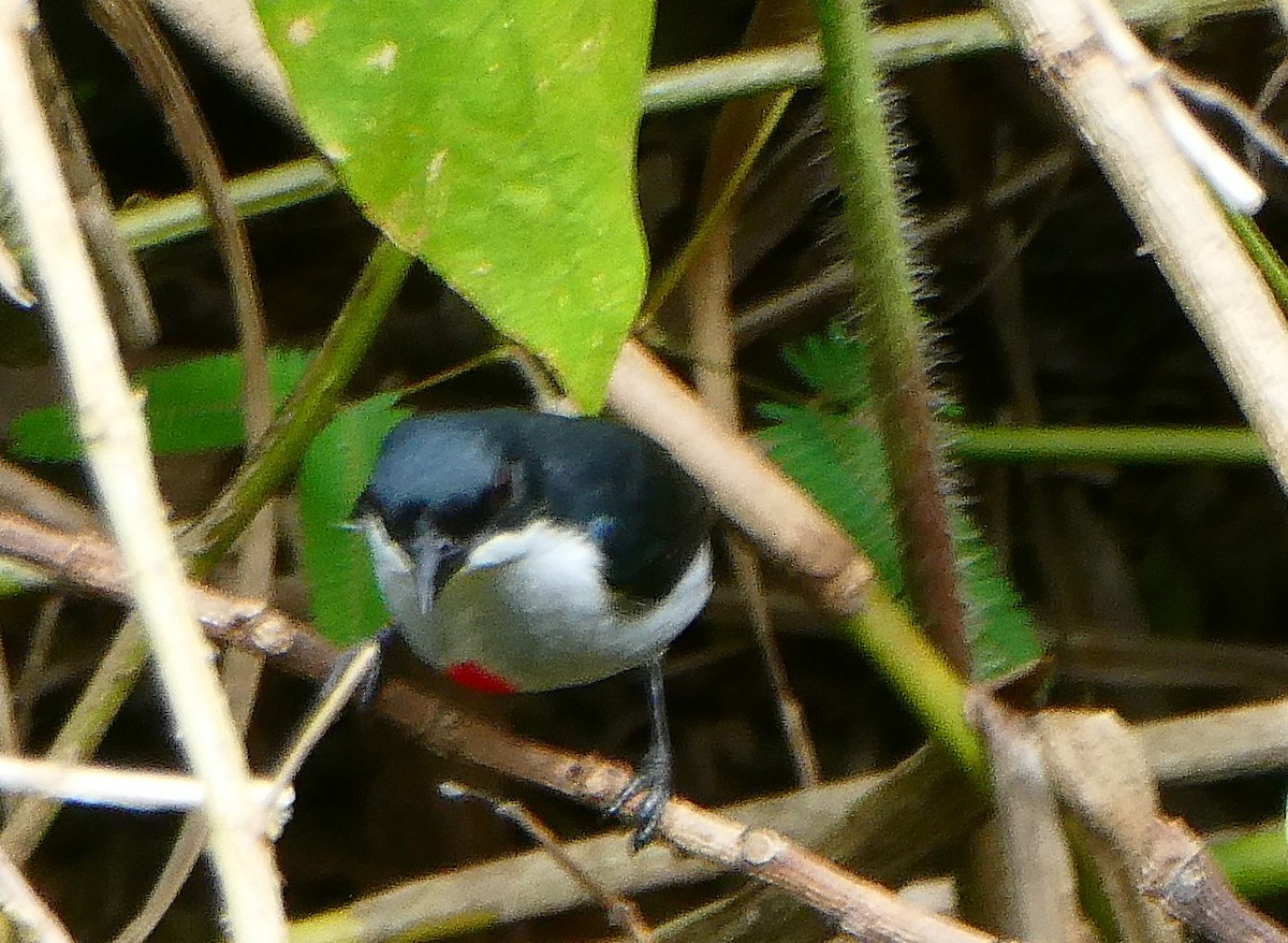 Red-keeled Flowerpecker - ML645159024
