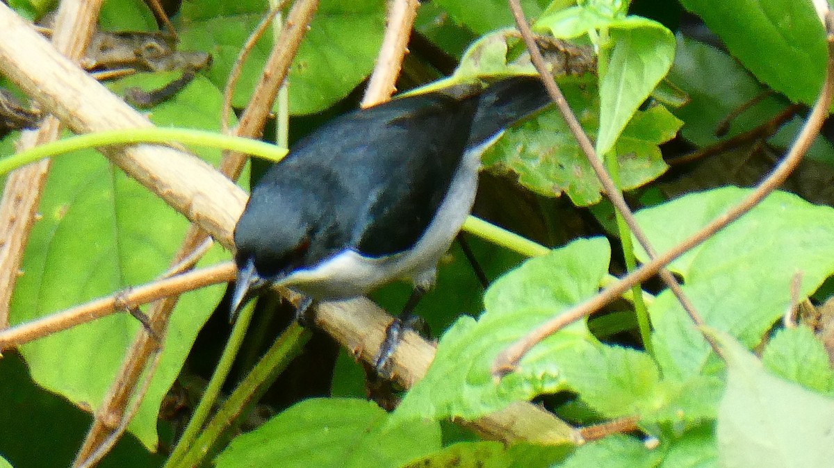 Red-keeled Flowerpecker - ML645159025