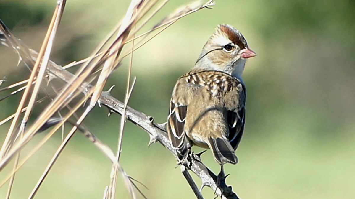 White-crowned Sparrow - ML645159027
