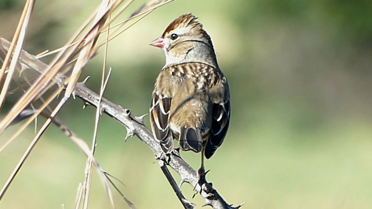 White-crowned Sparrow - ML645159028