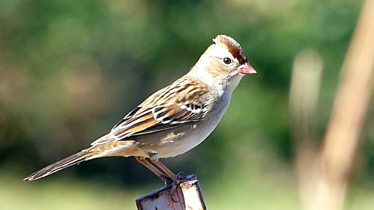 White-crowned Sparrow - ML645159029