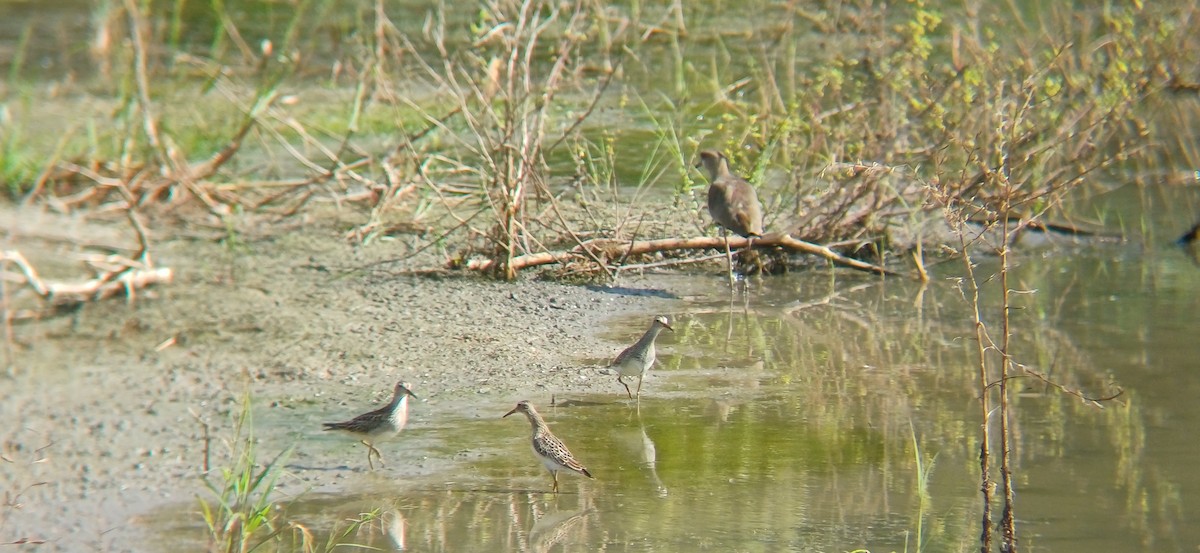 美洲尖尾濱鷸 - ML645159030