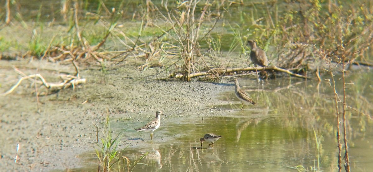 美洲尖尾濱鷸 - ML645159031