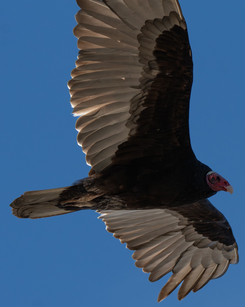 Turkey Vulture - ML645159032