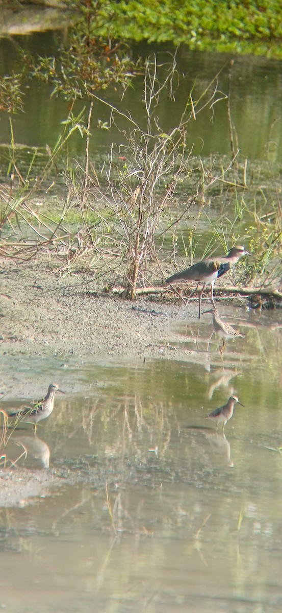 美洲尖尾濱鷸 - ML645159033