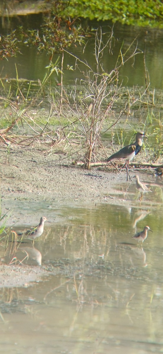 美洲尖尾濱鷸 - ML645159035