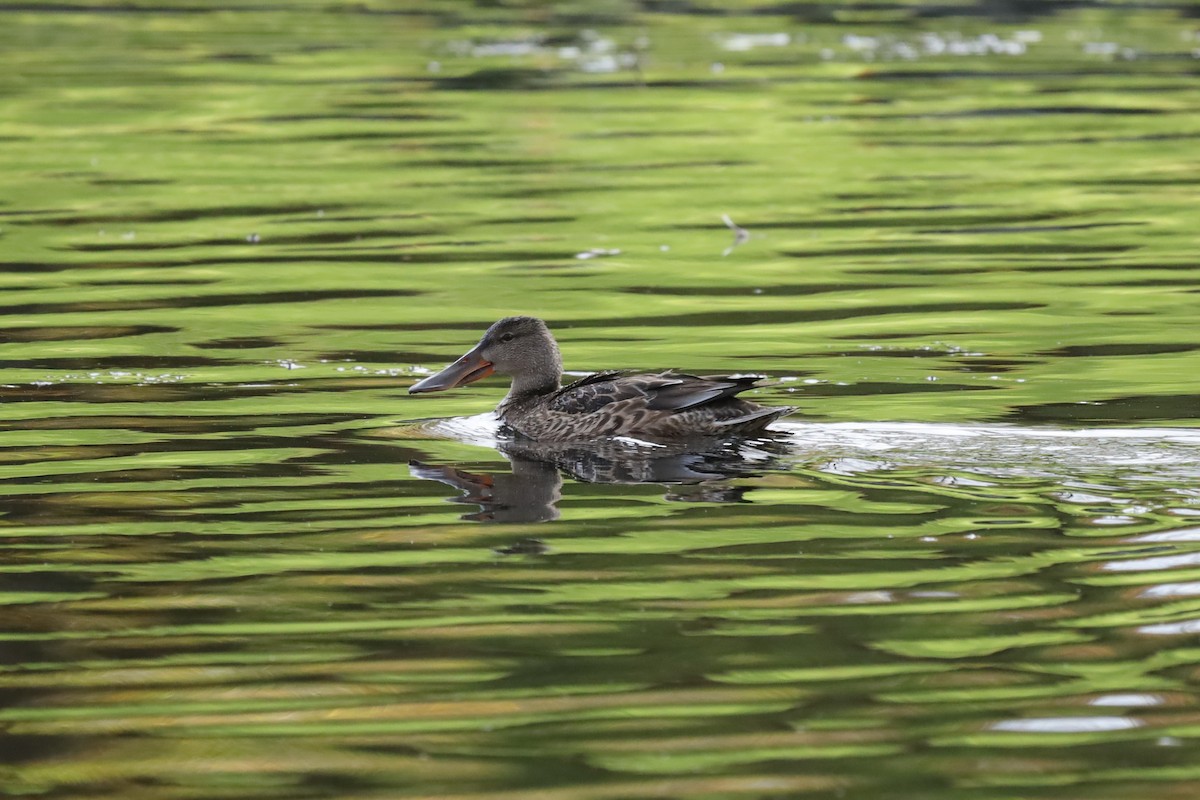 Northern Shoveler - ML645159039