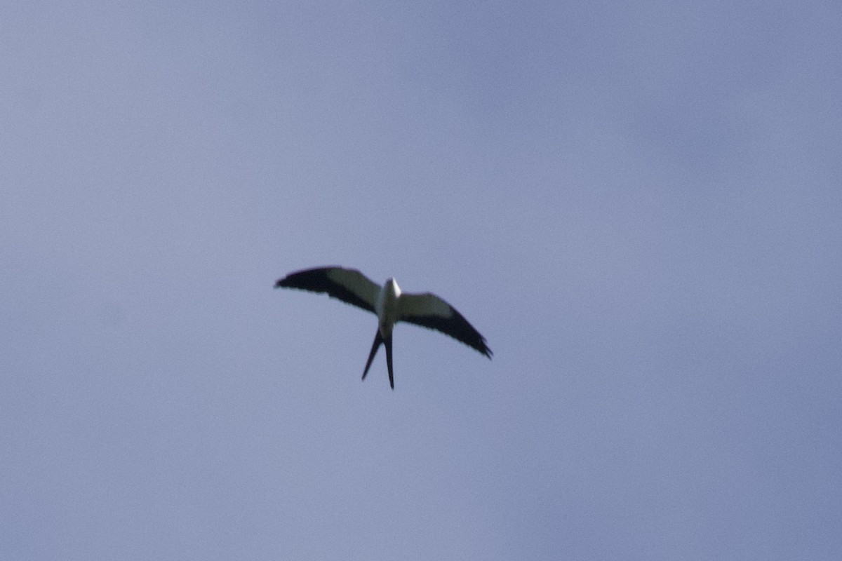 Swallow-tailed Kite - ML645159040