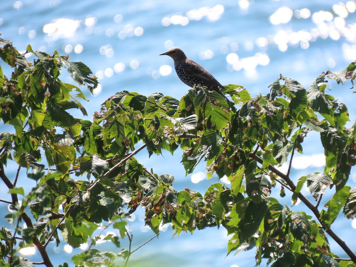 European Starling - ML645159042