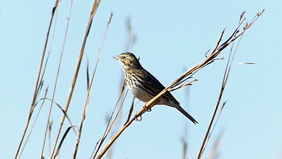 Savannah Sparrow - ML645159047